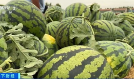 吃瓜大白爆料全过程,揭秘娱乐圈幕后真相